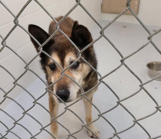 SPCA seizes 40 animals ‘in distress’ from sled dog operation in B.C., Report SPCA seizes 40 animals 'in distress' from sled dog operation in B.C., Report