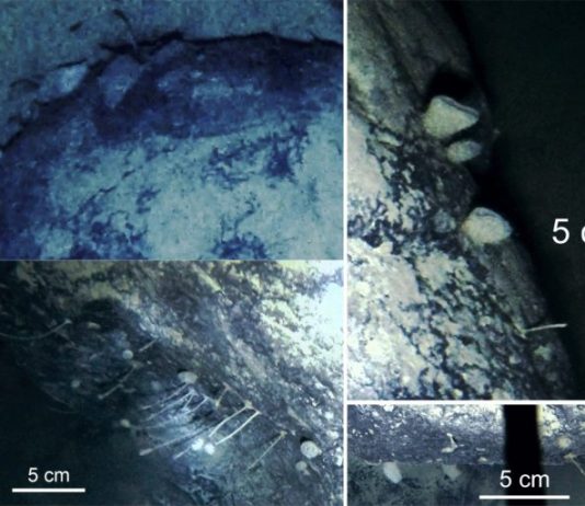 Scientists rethink life in a cold climate after Antarctic find Scientists rethink life in a cold climate after Antarctic find