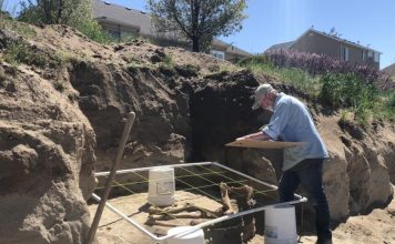Study: ‘Ice age’ horse skeleton found in Utah backyard isn’t what we thought Study: 'Ice age' horse skeleton found in Utah backyard isn't what we thought