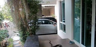 Terrifying moment hungry snake tries to eat cat (Picture) Terrifying moment hungry snake tries to eat cat