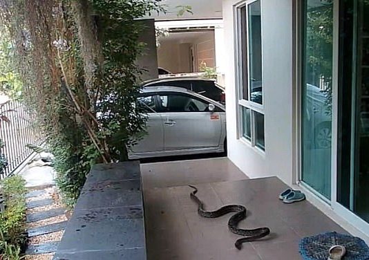 Terrifying moment hungry snake tries to eat cat (Picture) Terrifying moment hungry snake tries to eat cat