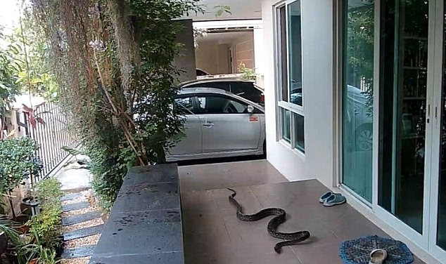 Terrifying moment hungry snake tries to eat cat