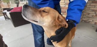 Watch: Missing Colorado hiker’s dog found alive after 8 days as search suspended for man Watch: Missing Colorado hiker's dog found alive after 8 days as search suspended for man