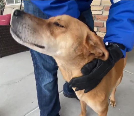 Watch: Missing Colorado hiker’s dog found alive after 8 days as search suspended for man Watch: Missing Colorado hiker's dog found alive after 8 days as search suspended for man