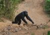 Scientists fear fatal chimp bacteria could jump to humans