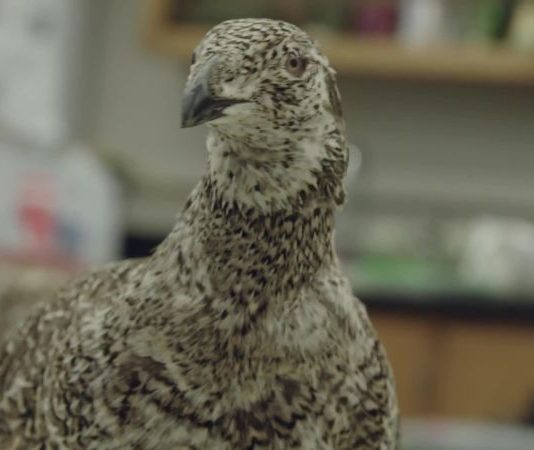 Researchers Finally Identify a Deadly Toxin That’s Been Killing Birds Researchers Finally Identify a Deadly Toxin That's Been Killing Birds