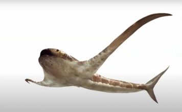 Researchers find new species called eagle sharks that predated manta rays Researchers find new species called eagle sharks that predated manta rays