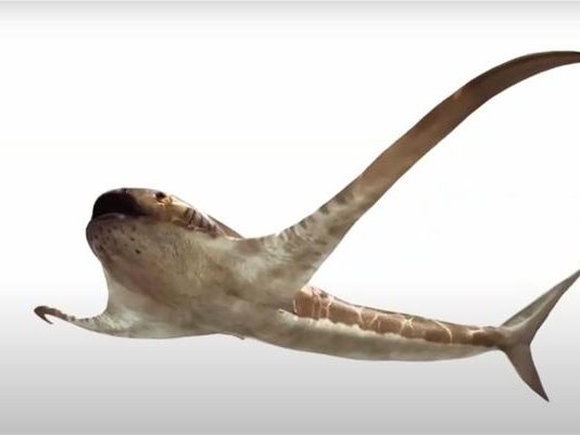 Researchers find new species called eagle sharks that predated manta rays Researchers find new species called eagle sharks that predated manta rays