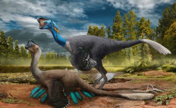 Researchers find rare fossil of dinosaur sitting on eggs with embryos inside Researchers find rare fossil of dinosaur sitting on eggs with embryos inside