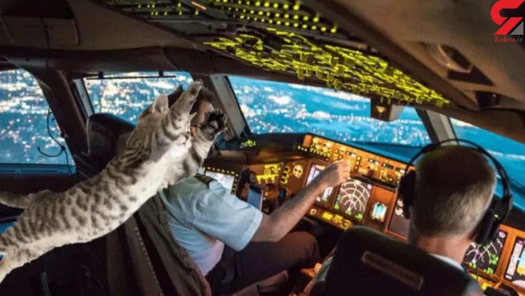 Stowaway cat attacks pilot on passenger flight, forcing emergency