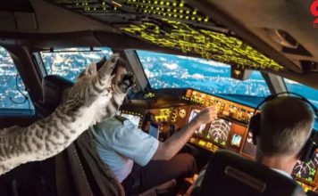 Stowaway cat attacks pilot on passenger flight, forcing emergency landing (Report) Stowaway cat attacks pilot on passenger flight, forcing emergency landing (Report)