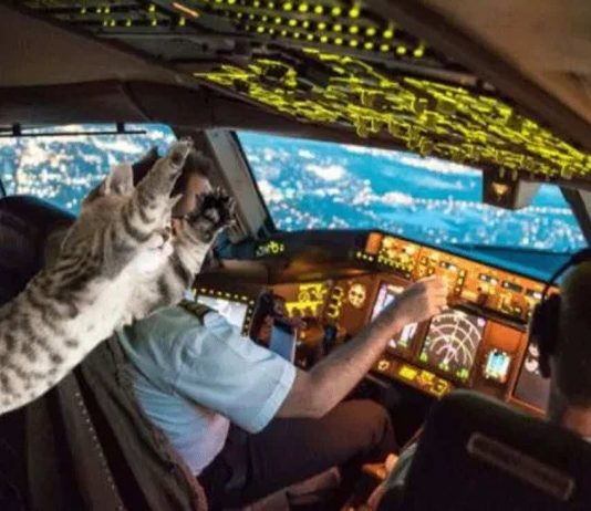 Stowaway cat attacks pilot on passenger flight, forcing emergency landing (Report)