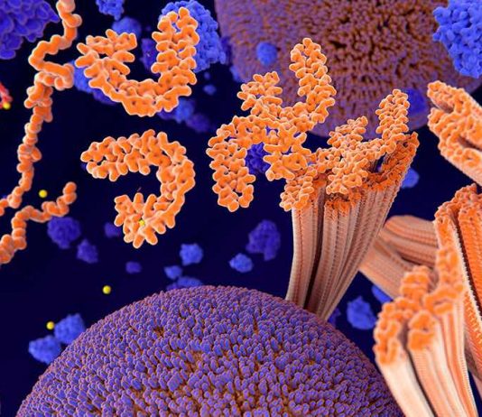 Leaking calcium in neurons an early sign of Alzheimer’s pathology, says new research Leaking calcium in neurons an early sign of Alzheimer’s pathology, says new research