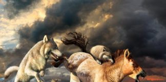 Research: Yukon Wolves Survived Ice-Age Extinction Thanks to Changes in Their Diet Research: Yukon Wolves Survived Ice-Age Extinction Thanks to Changes in Their Diet