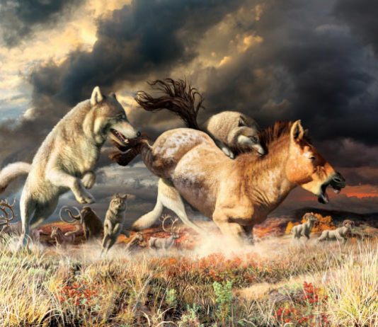 Research: Yukon Wolves Survived Ice-Age Extinction Thanks to Changes in Their Diet Research: Yukon Wolves Survived Ice-Age Extinction Thanks to Changes in Their Diet