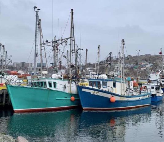 Scientists worry cod will never come back in N.L. Scientists worry cod will never come back in N.L.