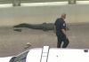 Sleepy gator causes traffic jam on Houston bridge (Video)