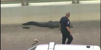 Sleepy gator causes traffic jam on Houston bridge (Video) Sleepy gator causes traffic jam on Houston bridge (Video)