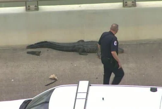 Sleepy gator causes traffic jam on Houston bridge (Video) Sleepy gator causes traffic jam on Houston bridge (Video)