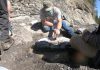 Amateur fossil hunter finds 84-million-year-old fossilized turtle on Vancouver Island (Study)