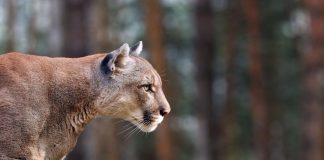 B.C. woman airlifted to hospital with serious injuries in a cougar attack, Report B.C. woman airlifted to hospital with serious injuries in a cougar attack, Report