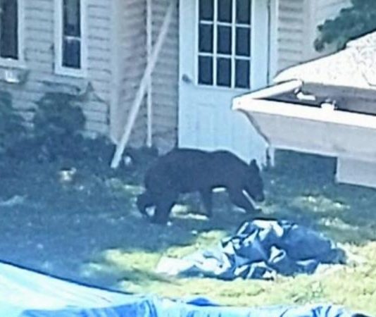 Bear who made Dorval its lair now out of residents’ hair after finally being captured, Report Bear who made Dorval its lair now out of residents' hair after finally being captured, Report