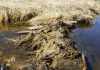 'Bucktooth bandits': Police trace stolen lumber to beaver dam, Report