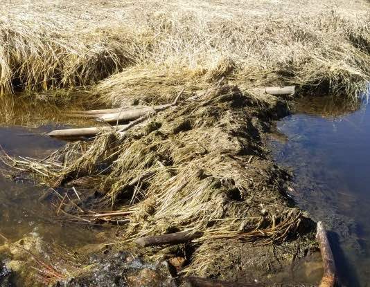 ‘Bucktooth bandits’: Police trace stolen lumber to beaver dam, Report 'Bucktooth bandits': Police trace stolen lumber to beaver dam, Report