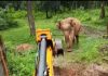 Forest officials use excavator to rescue elephant from pit (Watch) Forest officials use excavator to rescue elephant from pit (Watch)