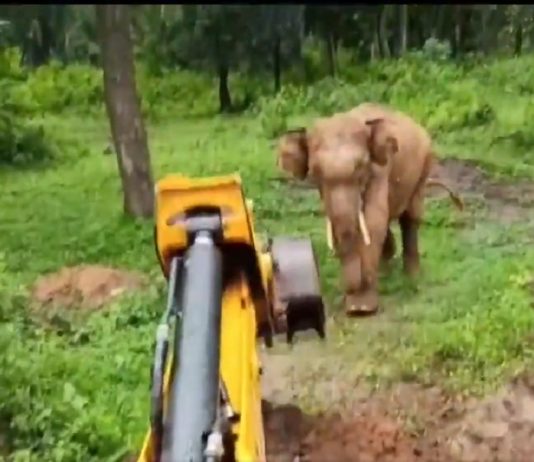 Forest officials use excavator to rescue elephant from pit (Watch) Forest officials use excavator to rescue elephant from pit (Watch)