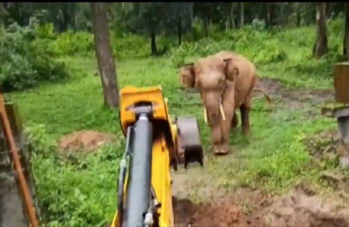 Forest officials use excavator to rescue elephant from pit (Watch)