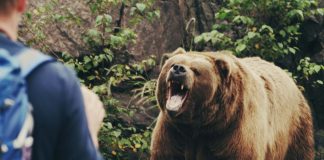 Grizzly attacks B.C. man on his property, dogs escape injury, Report Grizzly attacks B.C. man on his property, dogs escape injury, Report