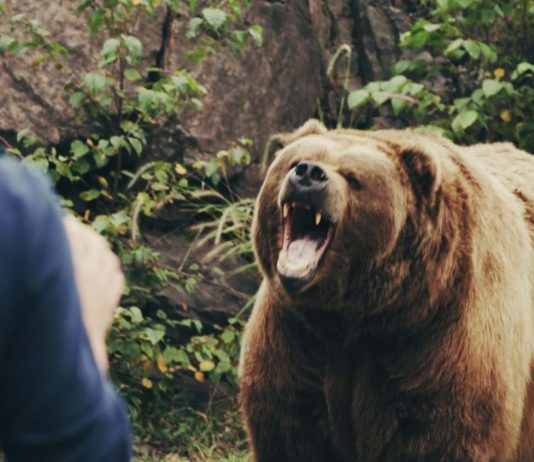 Grizzly attacks B.C. man on his property, dogs escape injury, Report Grizzly attacks B.C. man on his property, dogs escape injury, Report