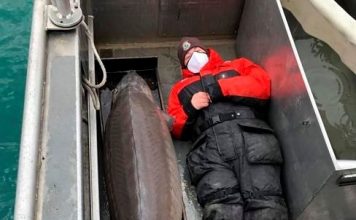 Hold on! 240-pound fish, age 100, caught in Detroit River (Photo) Hold on! 240-pound fish, age 100, caught in Detroit River (Photo)