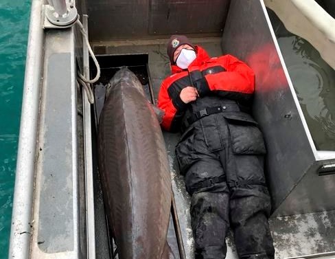 Hold on! 240-pound fish, age 100, caught in Detroit River (Photo)