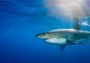 Nature’s GPS: Sharks use Earth’s magnetic field to navigate the seas