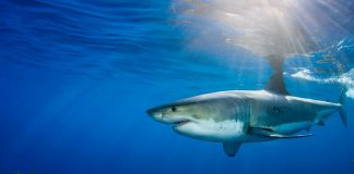 Nature’s GPS: Sharks use Earth’s magnetic field to navigate the seas Nature’s GPS: Sharks use Earth’s magnetic field to navigate the seas