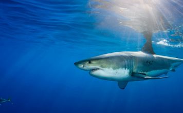 Nature’s GPS: Sharks use Earth’s magnetic field to navigate the seas Nature’s GPS: Sharks use Earth’s magnetic field to navigate the seas