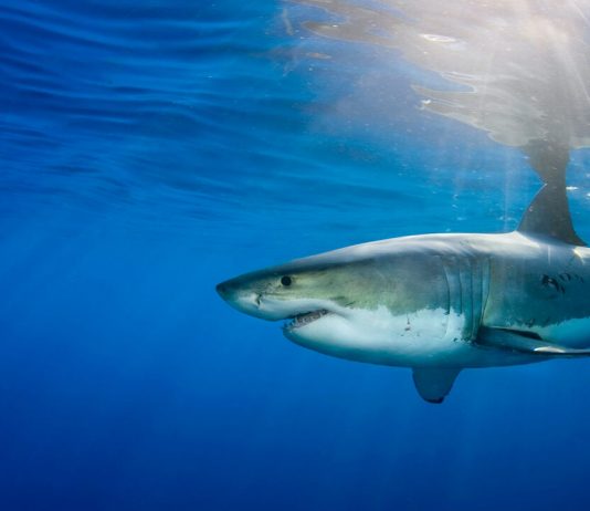 Nature’s GPS: Sharks use Earth’s magnetic field to navigate the seas Nature’s GPS: Sharks use Earth’s magnetic field to navigate the seas
