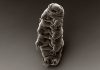 Recherchers Shot Tardigrades 200mph Out A Gun To See If They’d Survive Interplanetary Travel