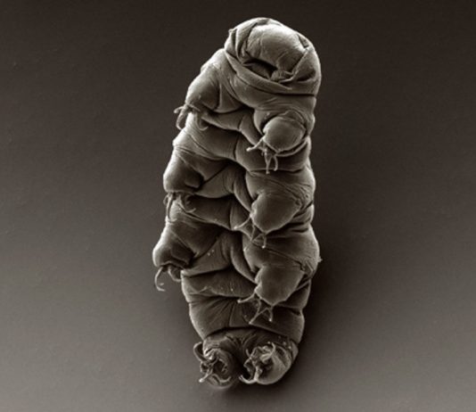 Recherchers Shot Tardigrades 200mph Out A Gun To See If They’d Survive Interplanetary Travel Recherchers Shot Tardigrades 200mph Out A Gun To See If They’d Survive Interplanetary Travel