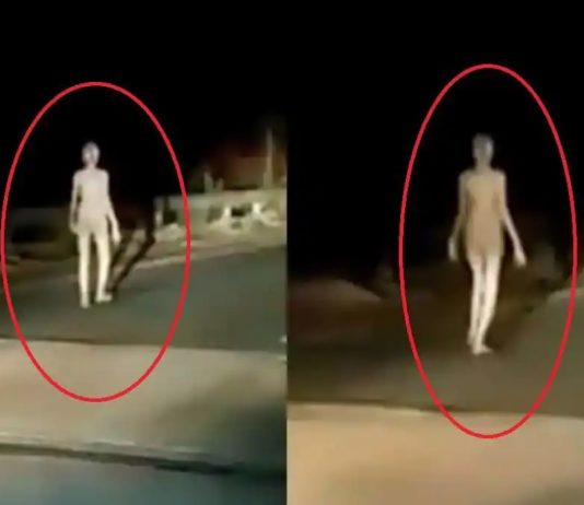 Bizarre alien-like creature wanders in the darkness (Video) Bizarre alien-like creature wanders in the darkness (Video)