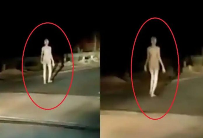 Bizarre alien-like creature wanders in the darkness (Video)
