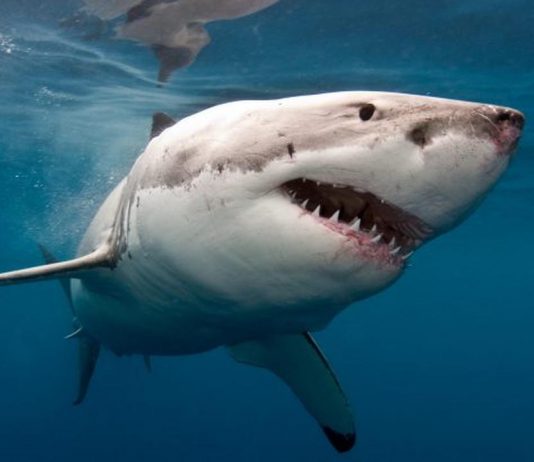 Research uncovers mysterious shark species extinction 19 million years ago Research uncovers mysterious shark species extinction 19 million years ago