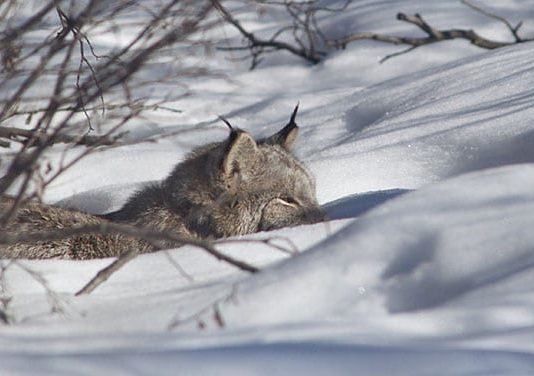 Researchers reveal the secret lives of Canada lynx Researchers reveal the secret lives of Canada lynx