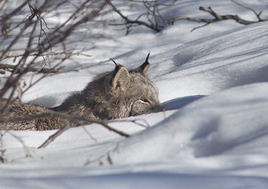 Researchers reveal the secret lives of Canada lynx