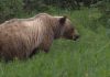 Alberta hiker, hunter attacked by bear in Crowsnest Pass area