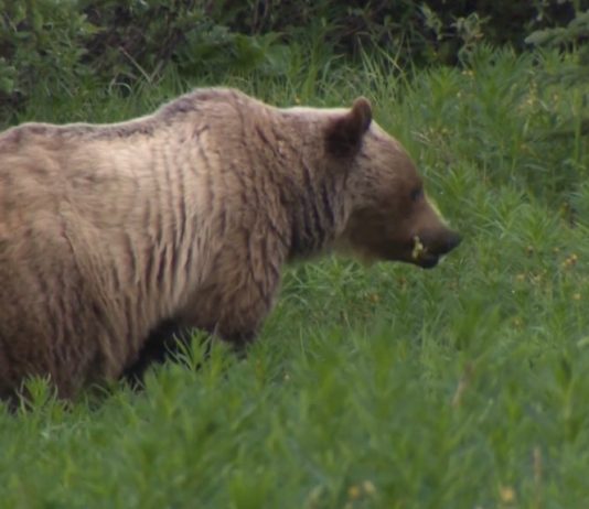 Alberta hiker, hunter attacked by bear in Crowsnest Pass area Alberta hiker, hunter attacked by bear in Crowsnest Pass area
