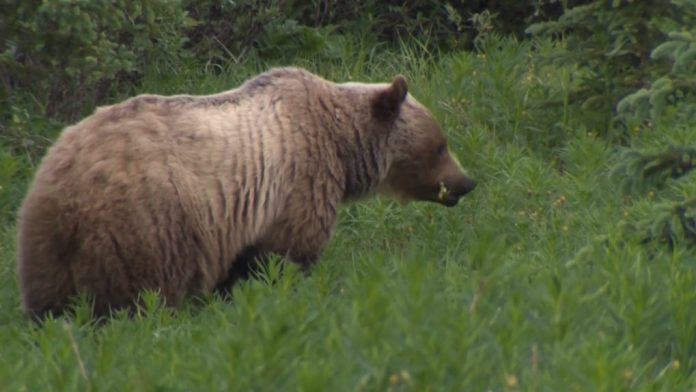 Alberta hiker, hunter attacked by bear in Crowsnest Pass area