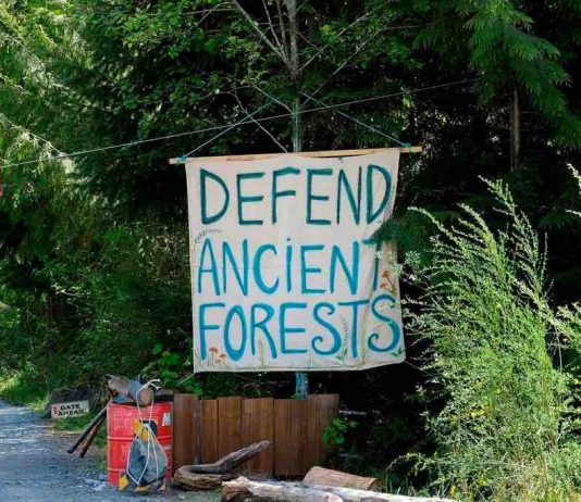 B.C. Judge rules against extending injunction on old-growth blockades at Fairy Creek B.C. Judge rules against extending injunction on old-growth blockades at Fairy Creek